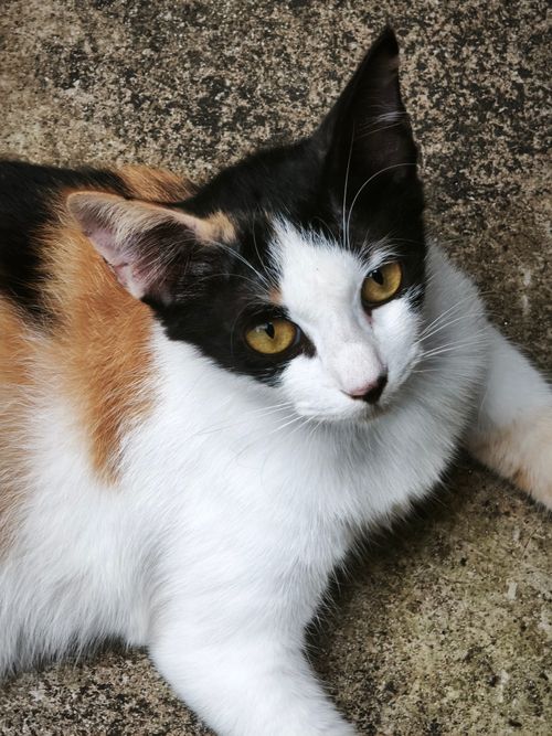 Free A calico cat with striking yellow eyes rests on concrete, showcasing its distinctive coat. Stock Photo