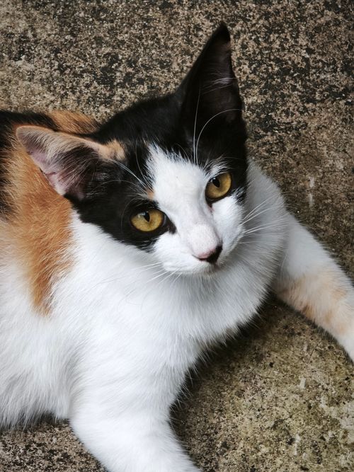 Free Charming calico cat with striking eyes relaxing on textured ground outdoors. Stock Photo