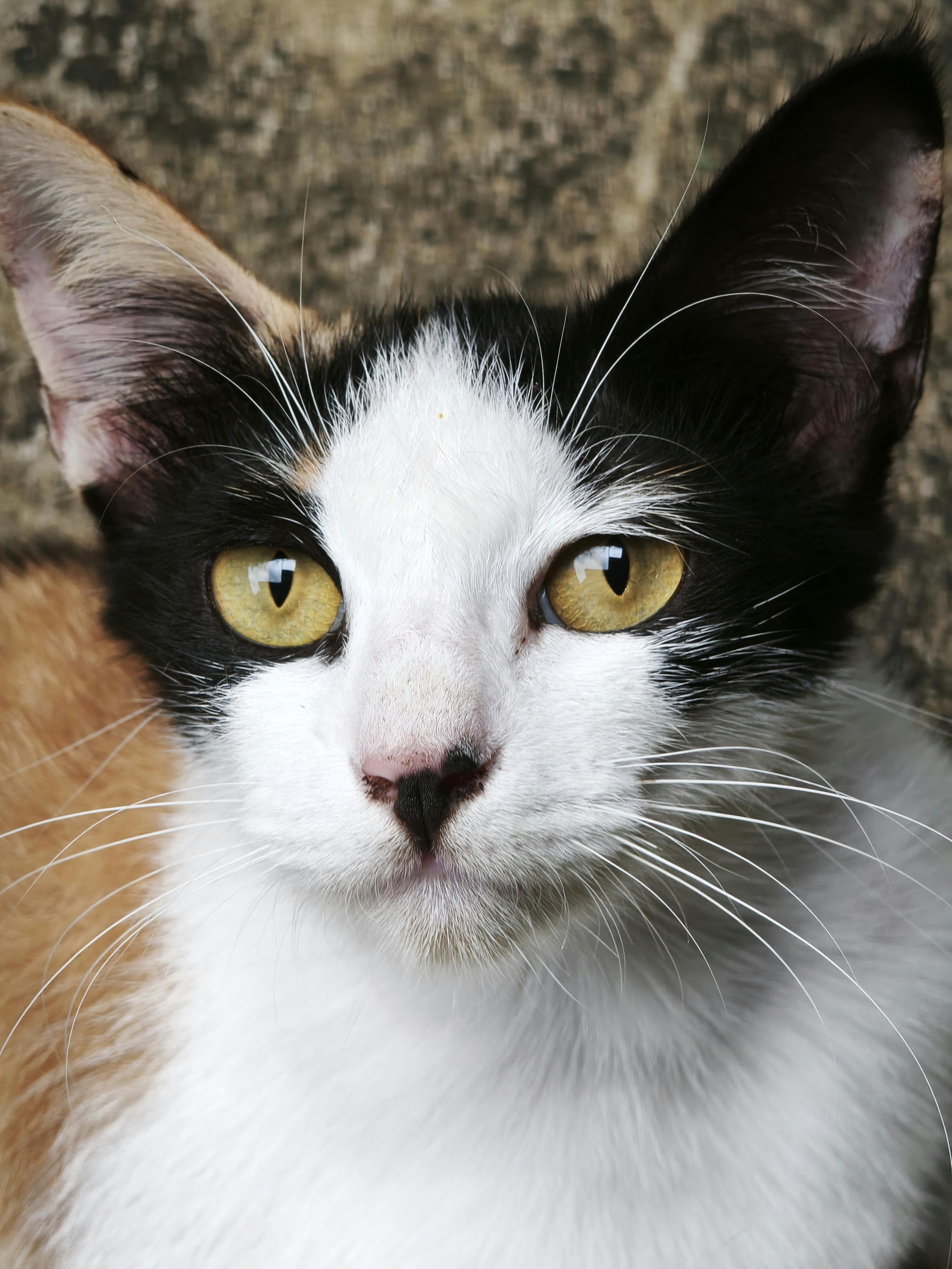 Zadarmo Detailný portrét kaliko mačky so žiarivo žltými očami, ktorý ukazuje jej jedinečný vzor srsti. Fotka z fotobanky
