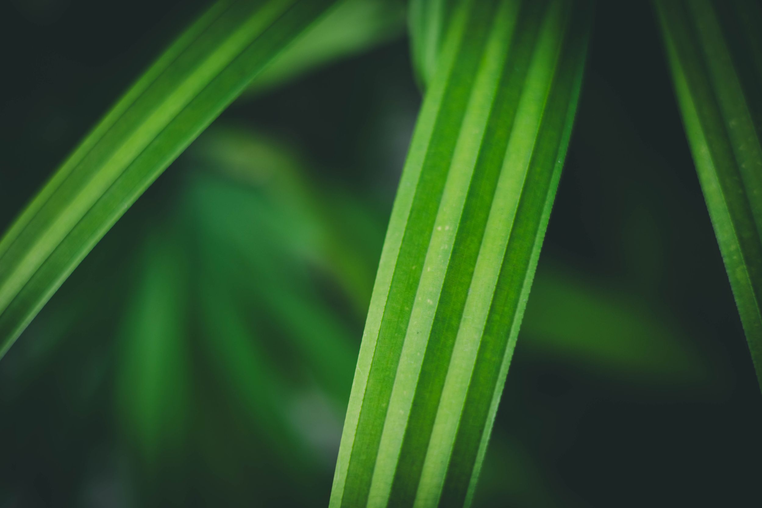 Macro de feuillage tropical, nervures et motifs graphiques, texture organique