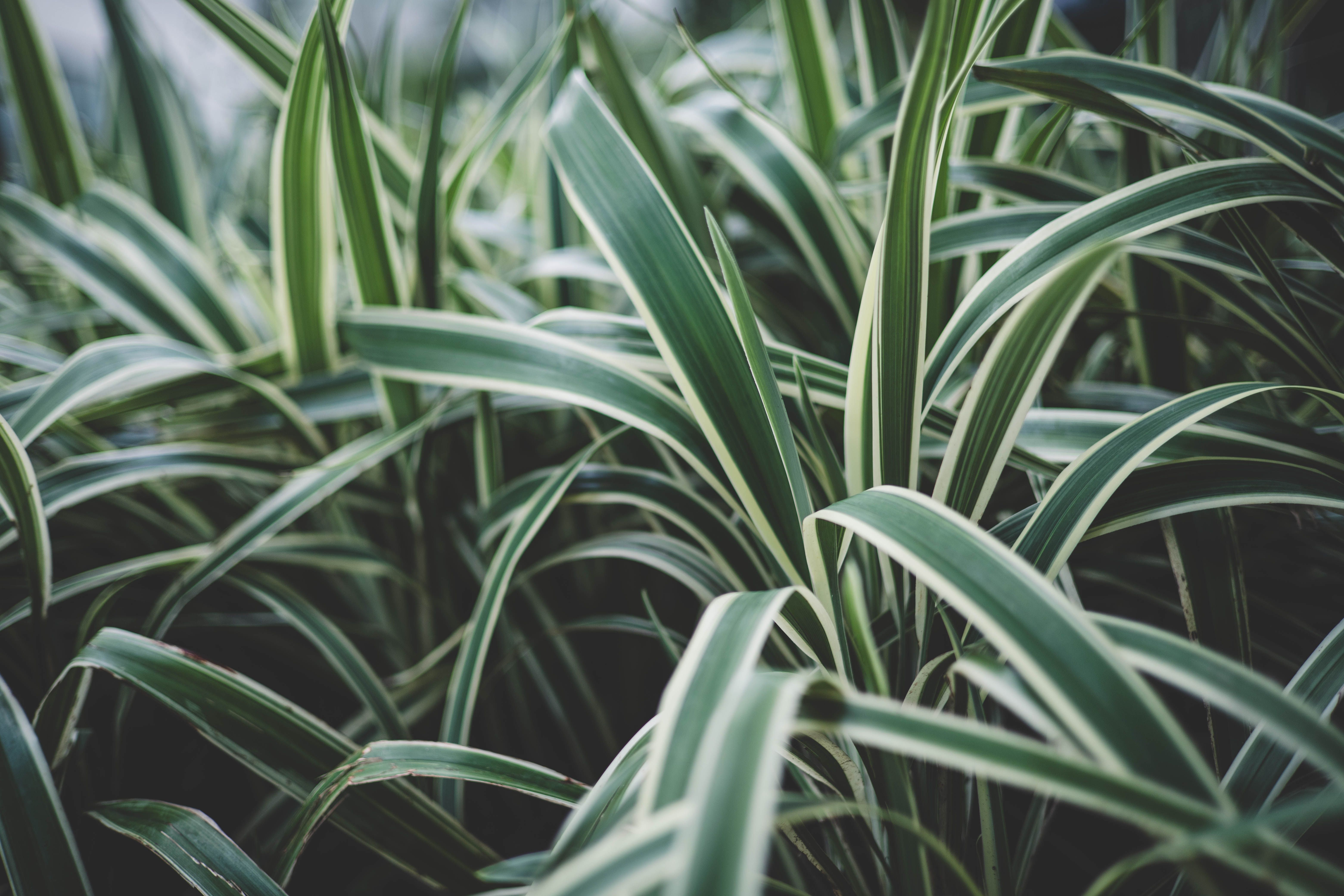 Macro shot of a spider plant leaf showing the waxy texture that helps trap dust and pollutants - spider plant for air quality