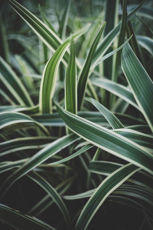 Free Detailed capture of a lush green foliage highlighting the intricate variegation of oasis plant leaves. Stock Photo