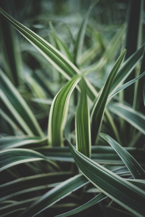 Free Detailed image of spider plant leaves showcasing vibrant green stripes and lush growth. Stock Photo