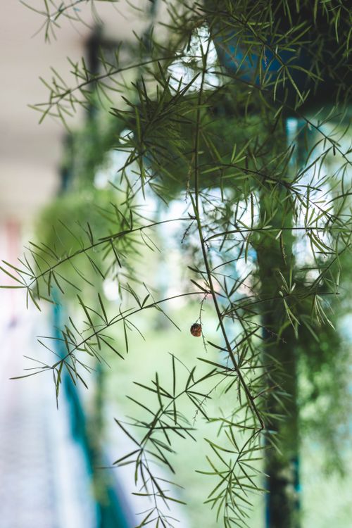 Free Detailed shot of indoor green plants with a ladybug, offering a fresh and natural vibe. Stock Photo