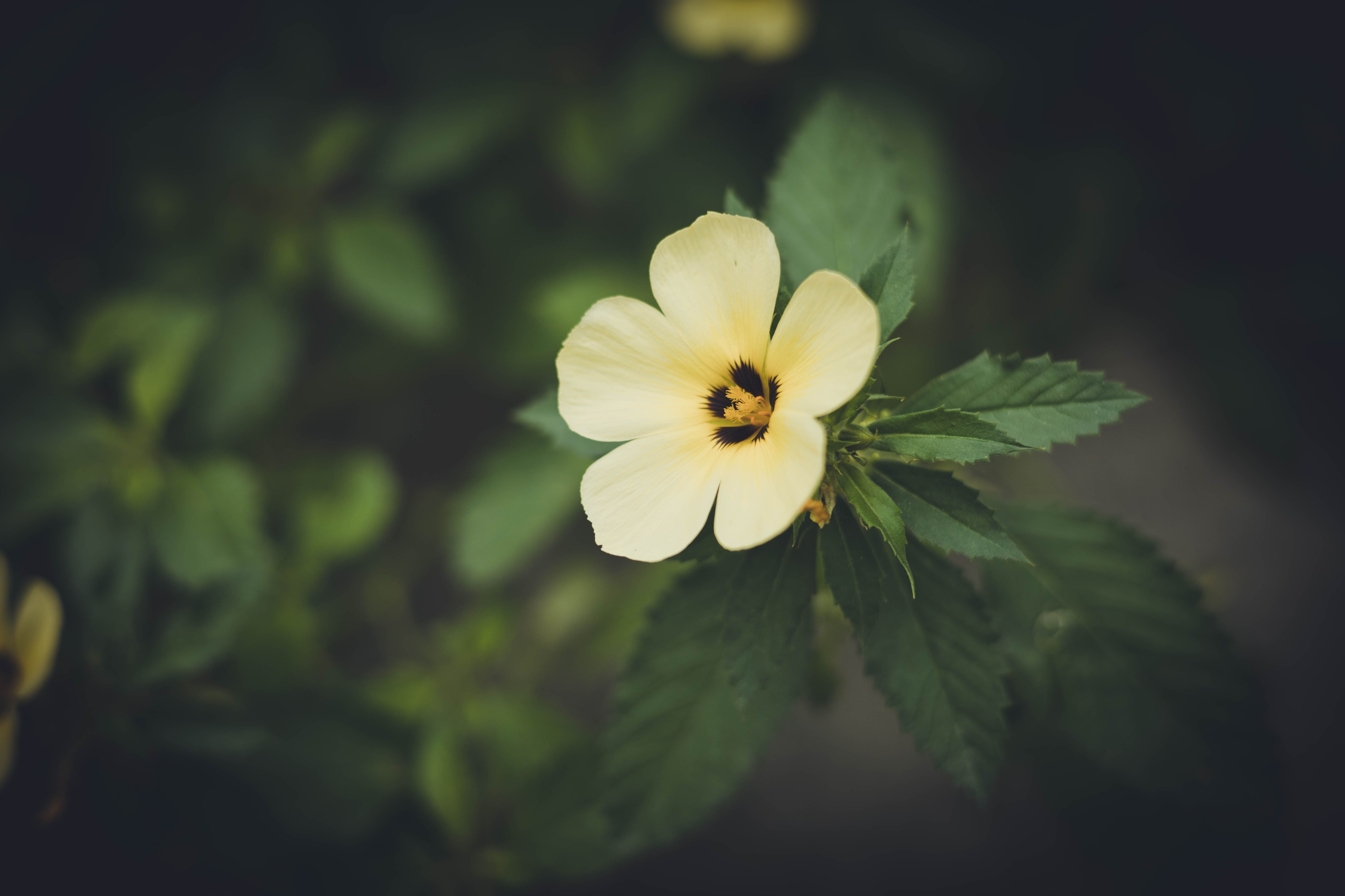 Angel's Trumpet Poisoning: Understanding the Dangers of This Beautiful Yet Toxic Plant