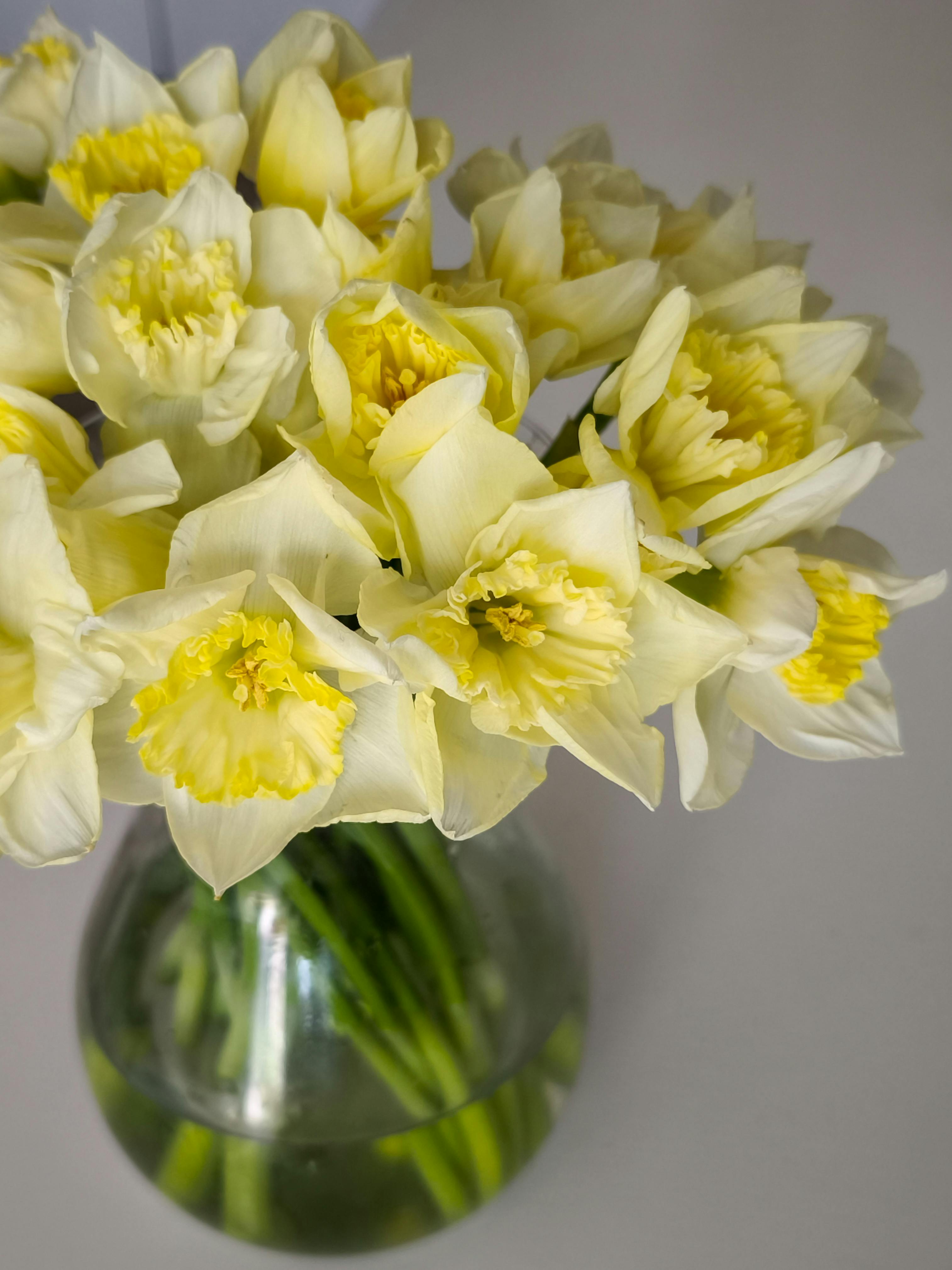 免費 一束美麗的黃色水仙花，插在透明玻璃花瓶中，置於素雅的背景上。 圖庫相片