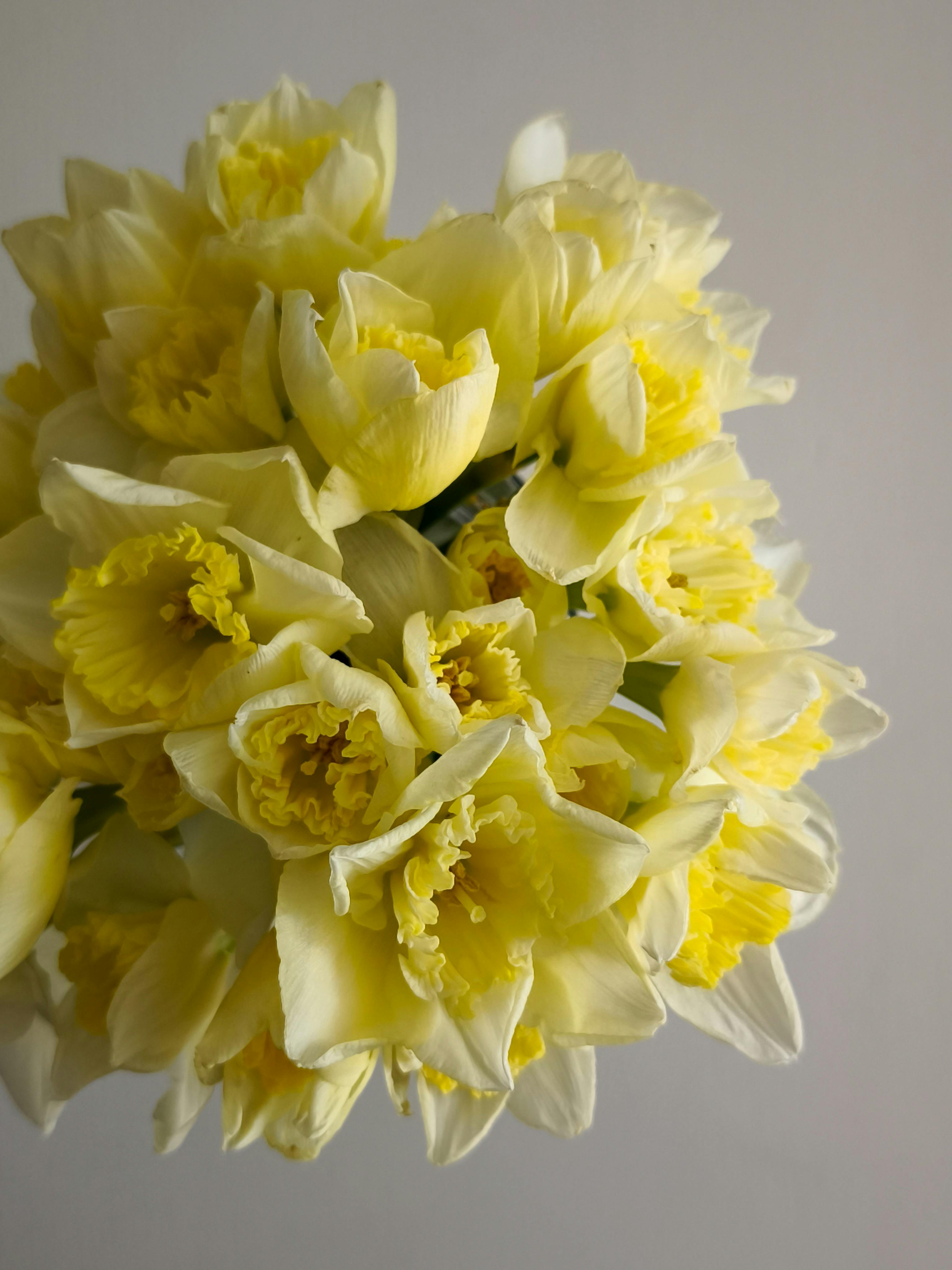 Безкоштовне Крупний план яскравого букета жовтих нарцисів, що демонструють свою природну красу в приміщенні. стокове фото