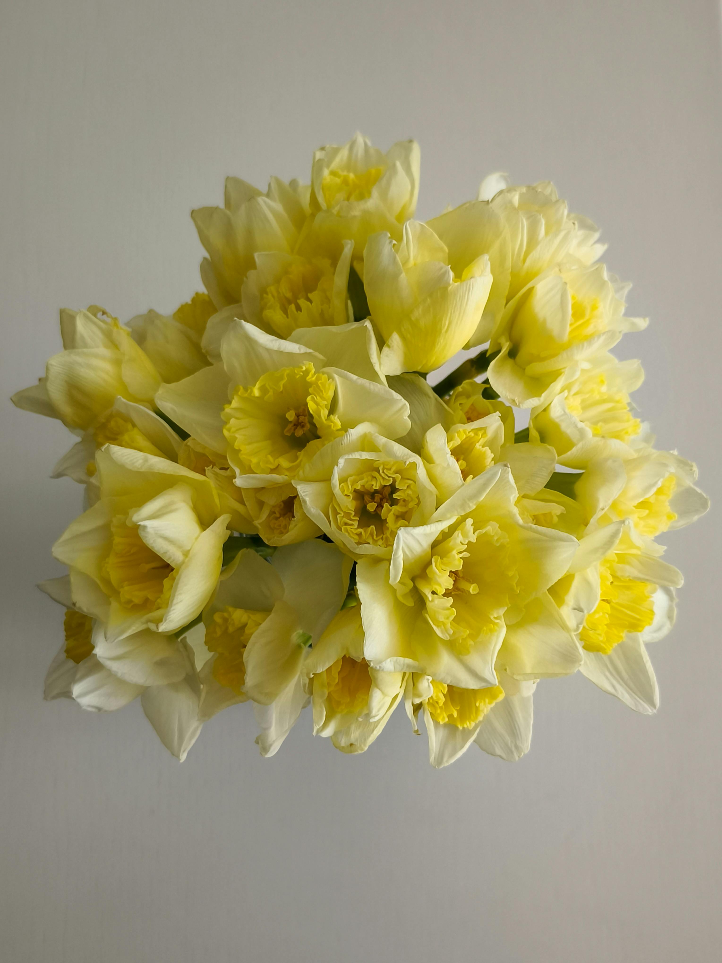 Zadarmo Jasná kytica žltých narcisov (Narcissus) pri pohľade zhora na bielom povrchu, vyžarujúca jarnú atmosféru. Fotka z fotobanky