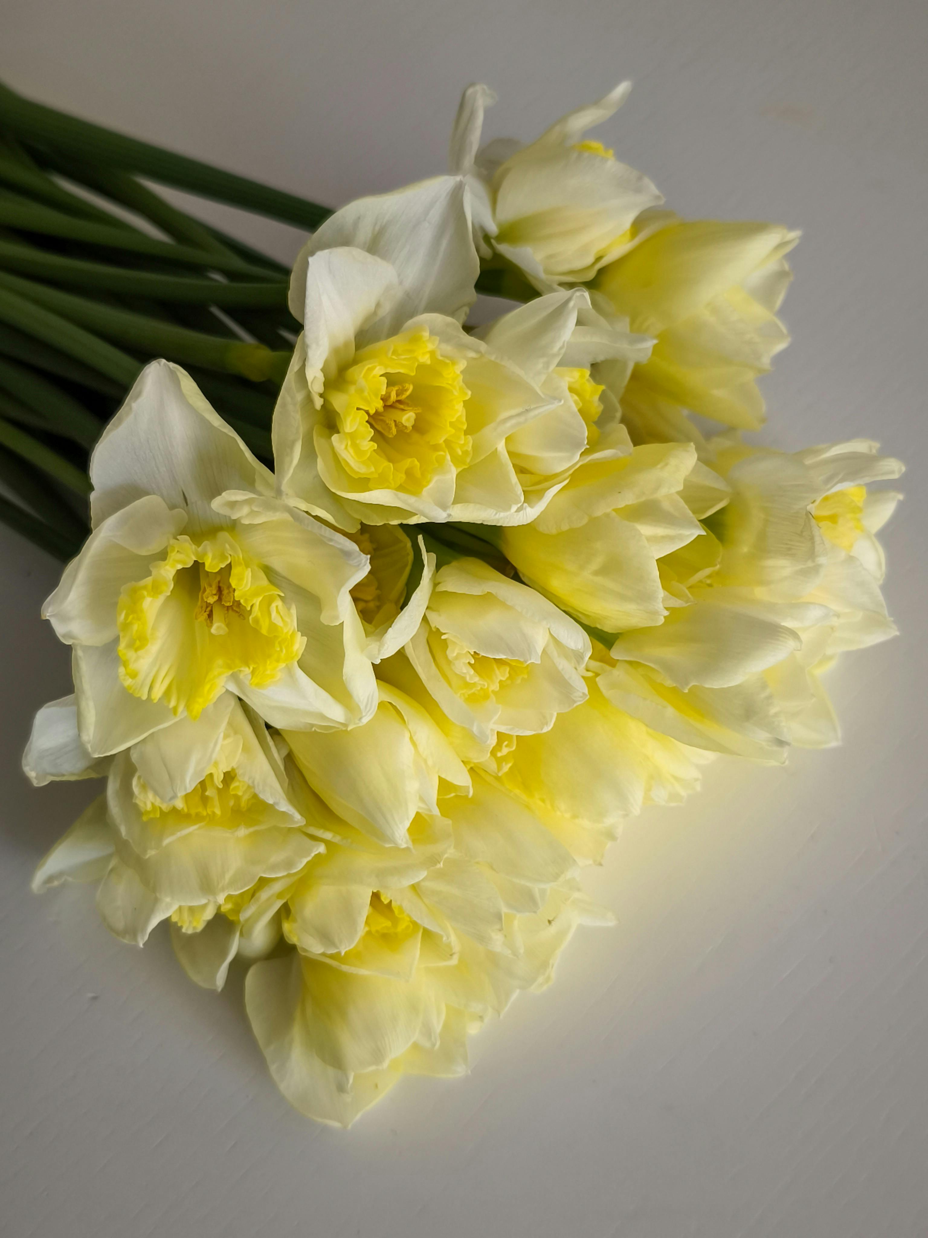 Безкоштовне Букет яскраво-жовтих нарцисів, аранжований на нейтральному фоні, що втілює дух весни. стокове фото