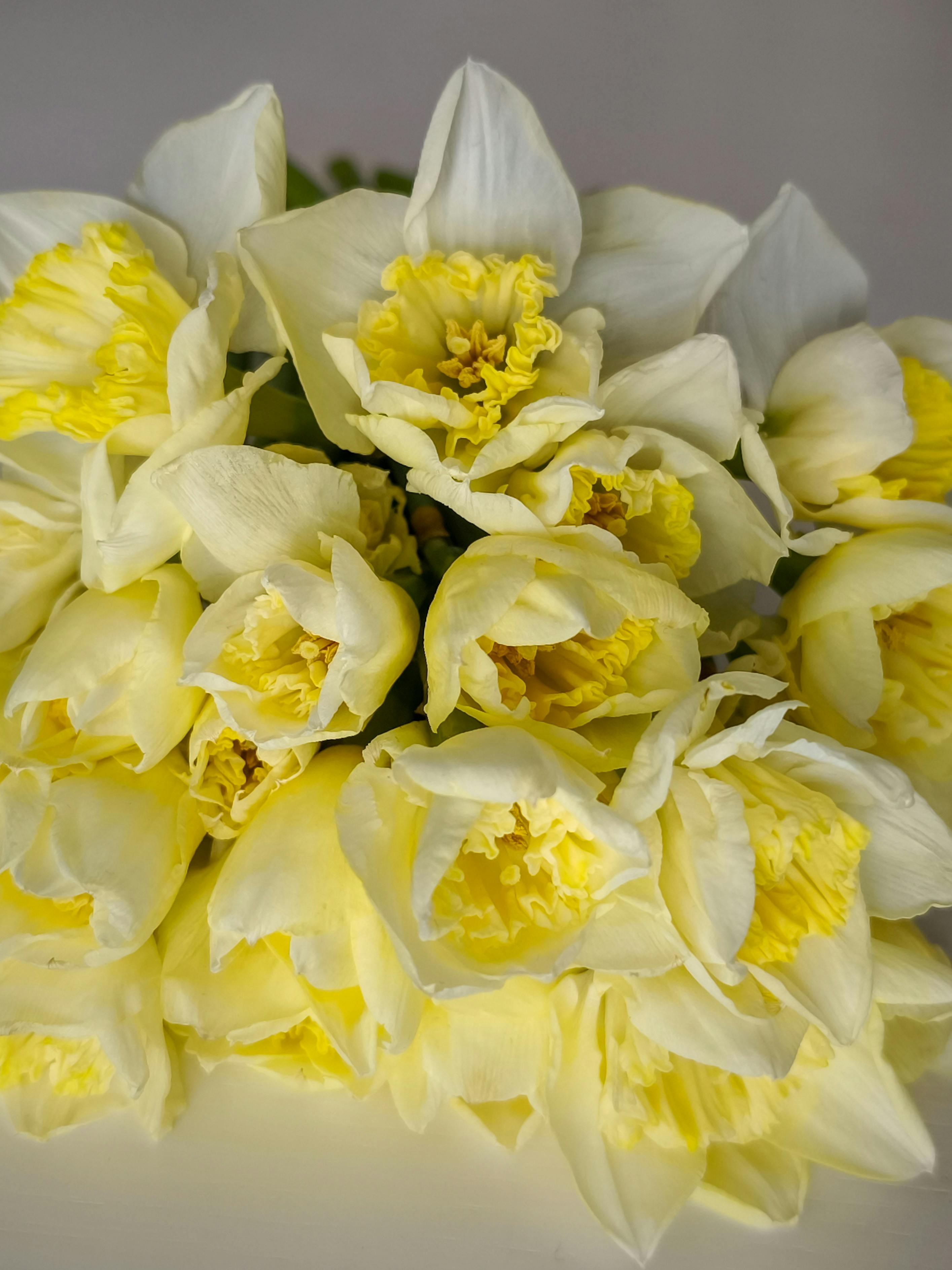 Безкоштовне Гарне гроно нарцисів з ніжними жовтими та білими пелюстками створює яскраву весняну атмосферу. стокове фото