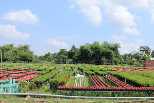 Free Vibrant flower farm in Vietnam showcasing neatly arranged colorful rows under a clear blue sky. Stock Photo