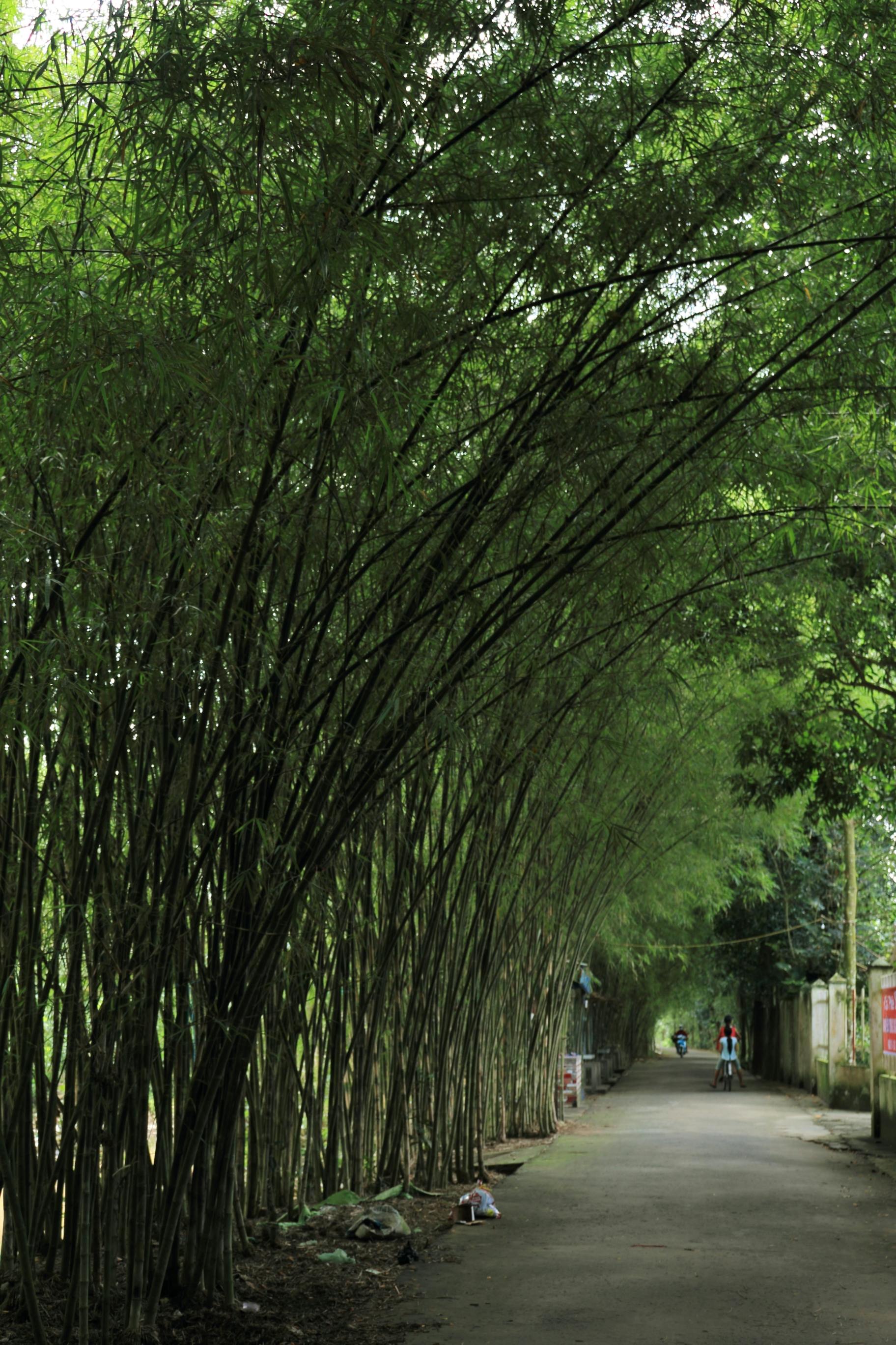 Zadarmo Pokojný bambusový chodník vo vidieckom Vietname, ideálny na meditáciu a obdivovanie prírody. Fotka z fotobanky