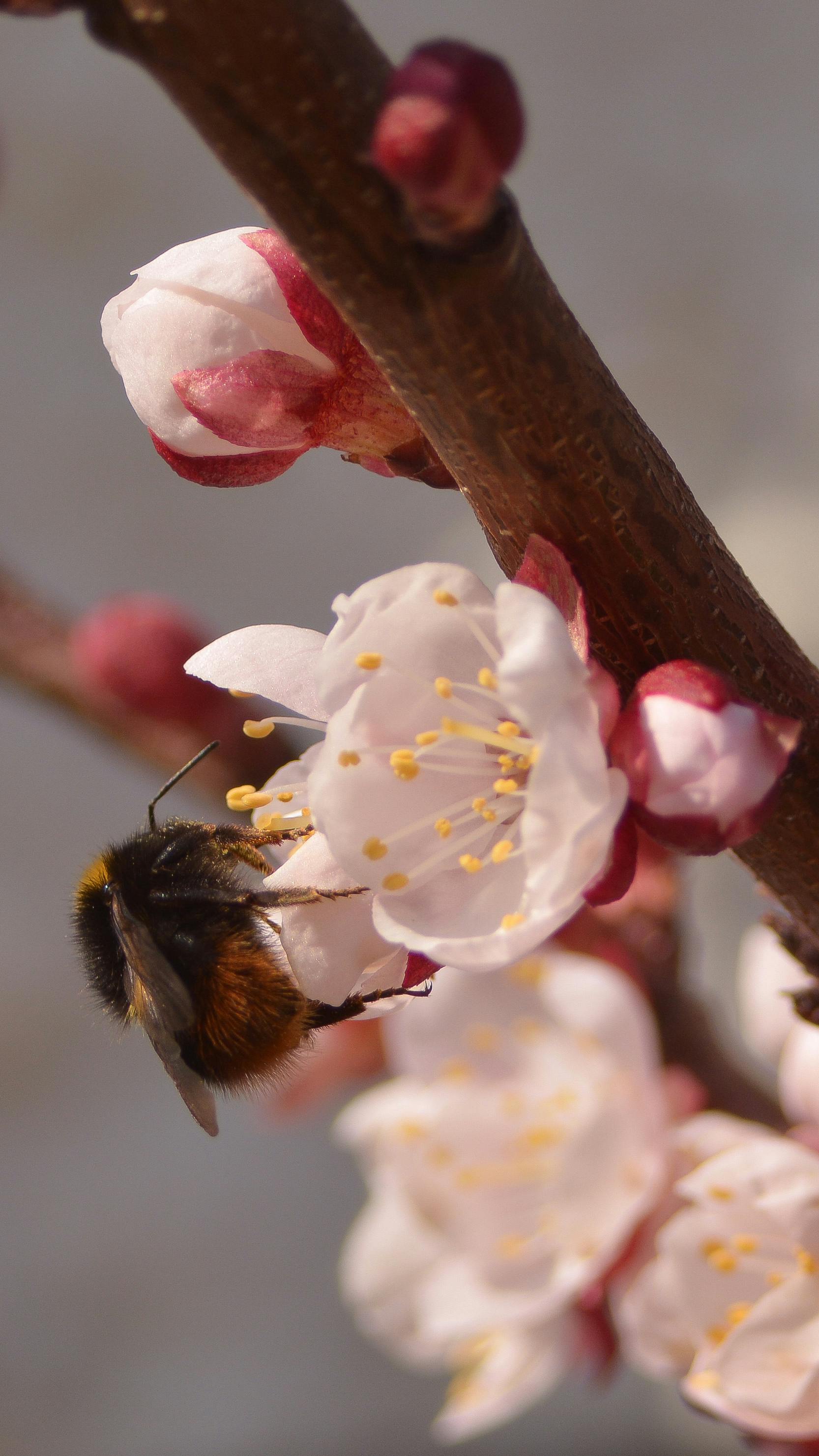 무료 복숭아꽃에 꽃가루를 옮기는 호박벌의 클로즈업 사진이 봄의 아름다움을 포착하고 있습니다. 스톡 사진