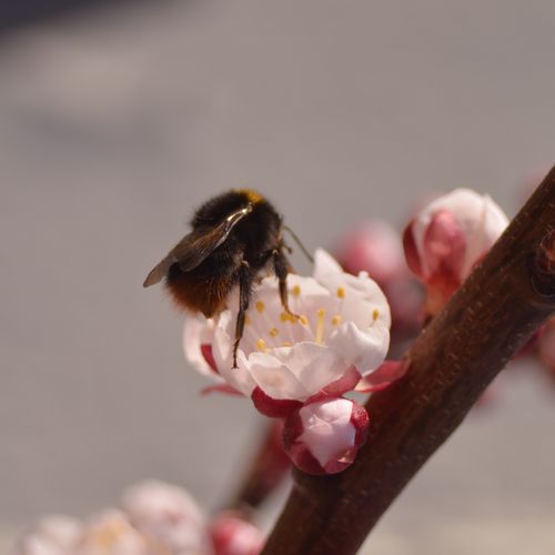 Free A close-up of a bumblebee collecting pollen from a peach blossom. Perfect for spring themes. Stock Photo