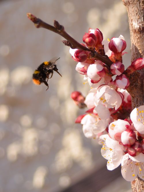 Free Macro shot of a bumblebee near peach blossoms, highlighting spring nature. Stock Photo