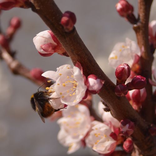 Free Close-up of a bumblebee pollinating peach blossoms in spring. Stock Photo