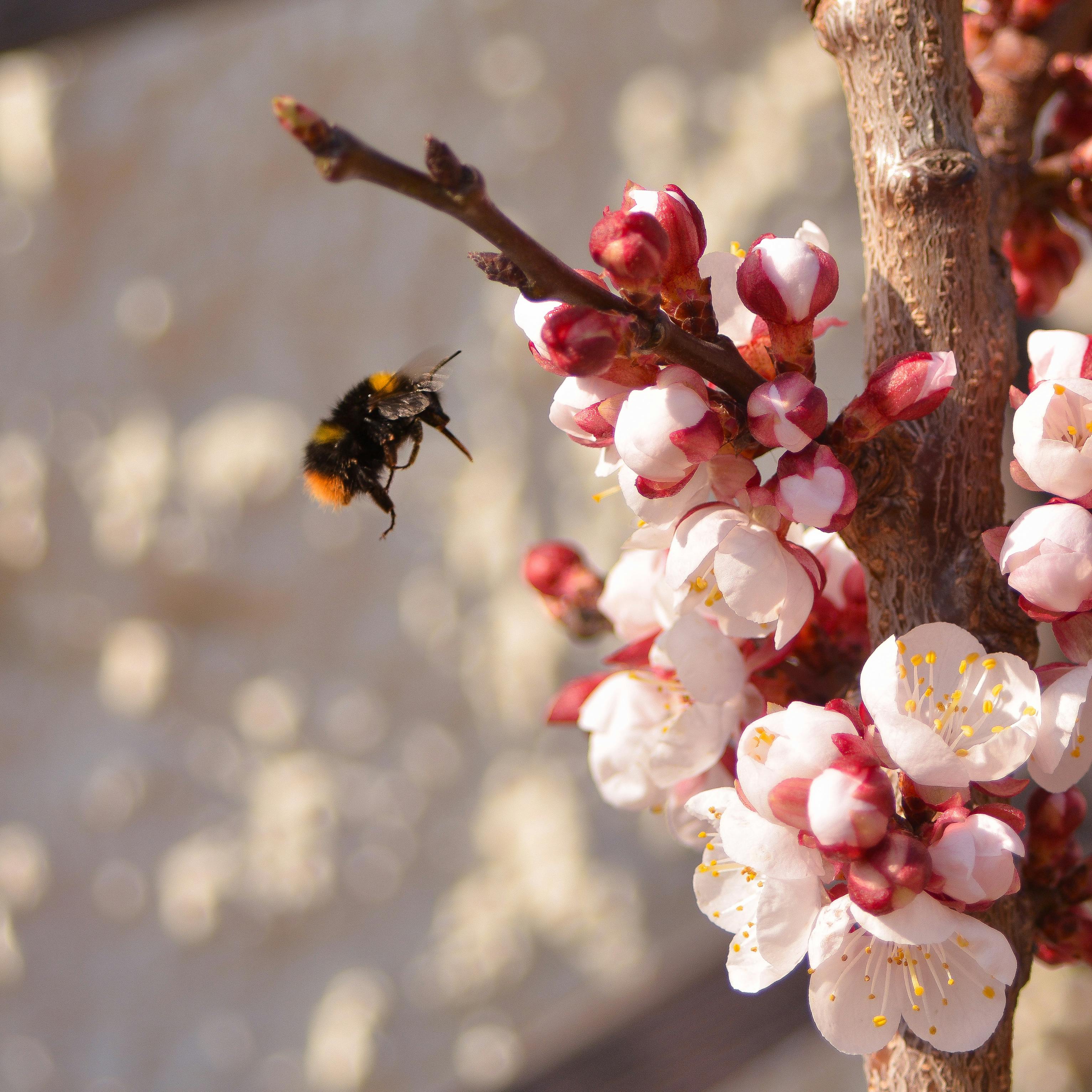 무료 복숭아꽃에 다가가는 호박벌의 클로즈업 사진으로, 봄의 아름다움을 보여줍니다. 스톡 사진