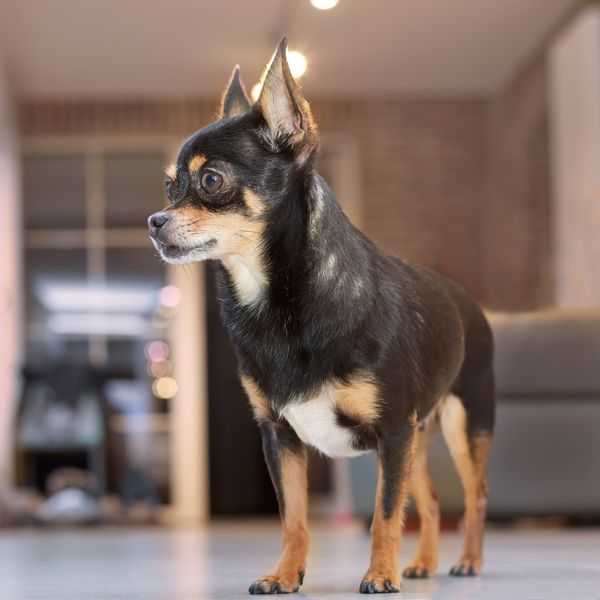 Chihuahua, Spitz nain