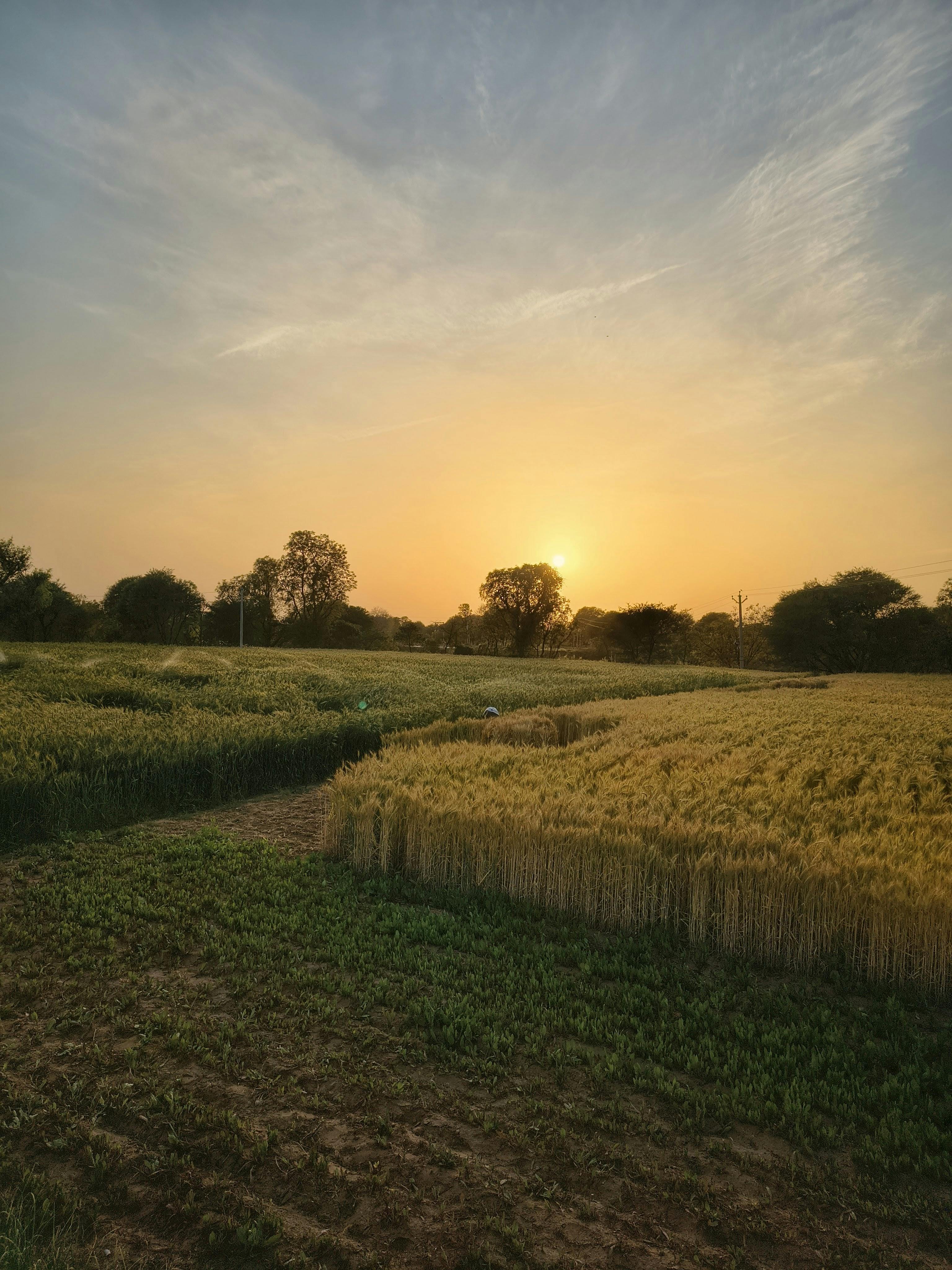 Безкоштовне стокове фото на тему «агрономія, безтурботний, дерева» стокове фото