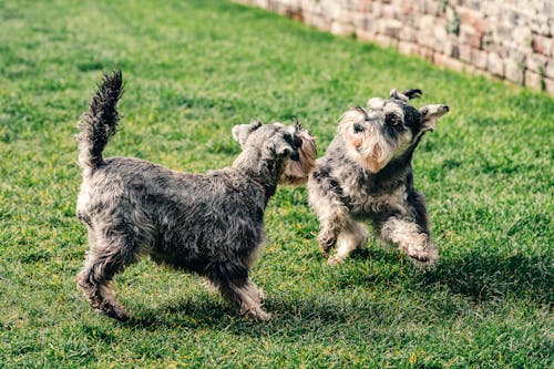 Twee Kleine Hond Op Een Groen Grasveld