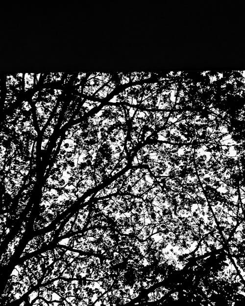Foto stok gratis dedaunan musim gugur, langit malam, latar belakang abstrak