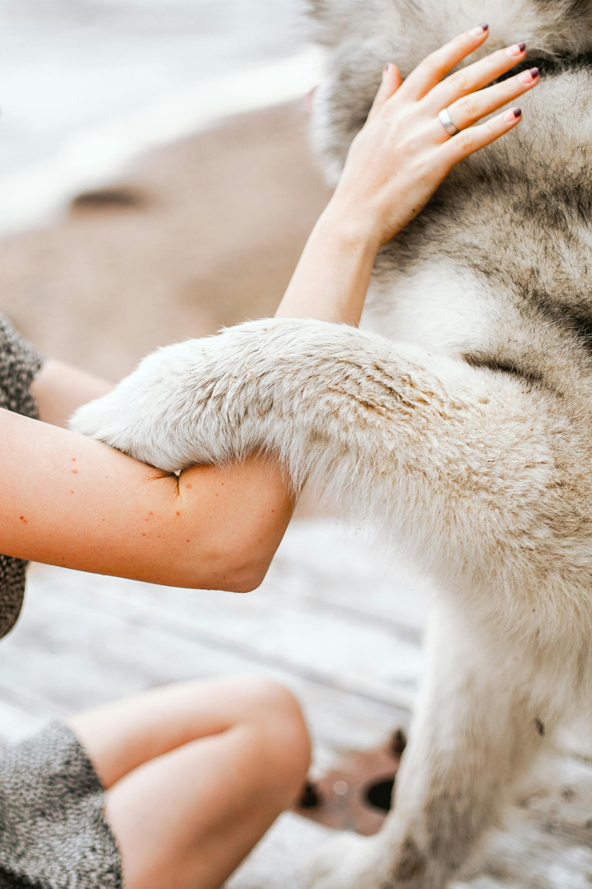 photo of a siberian husky beside his master