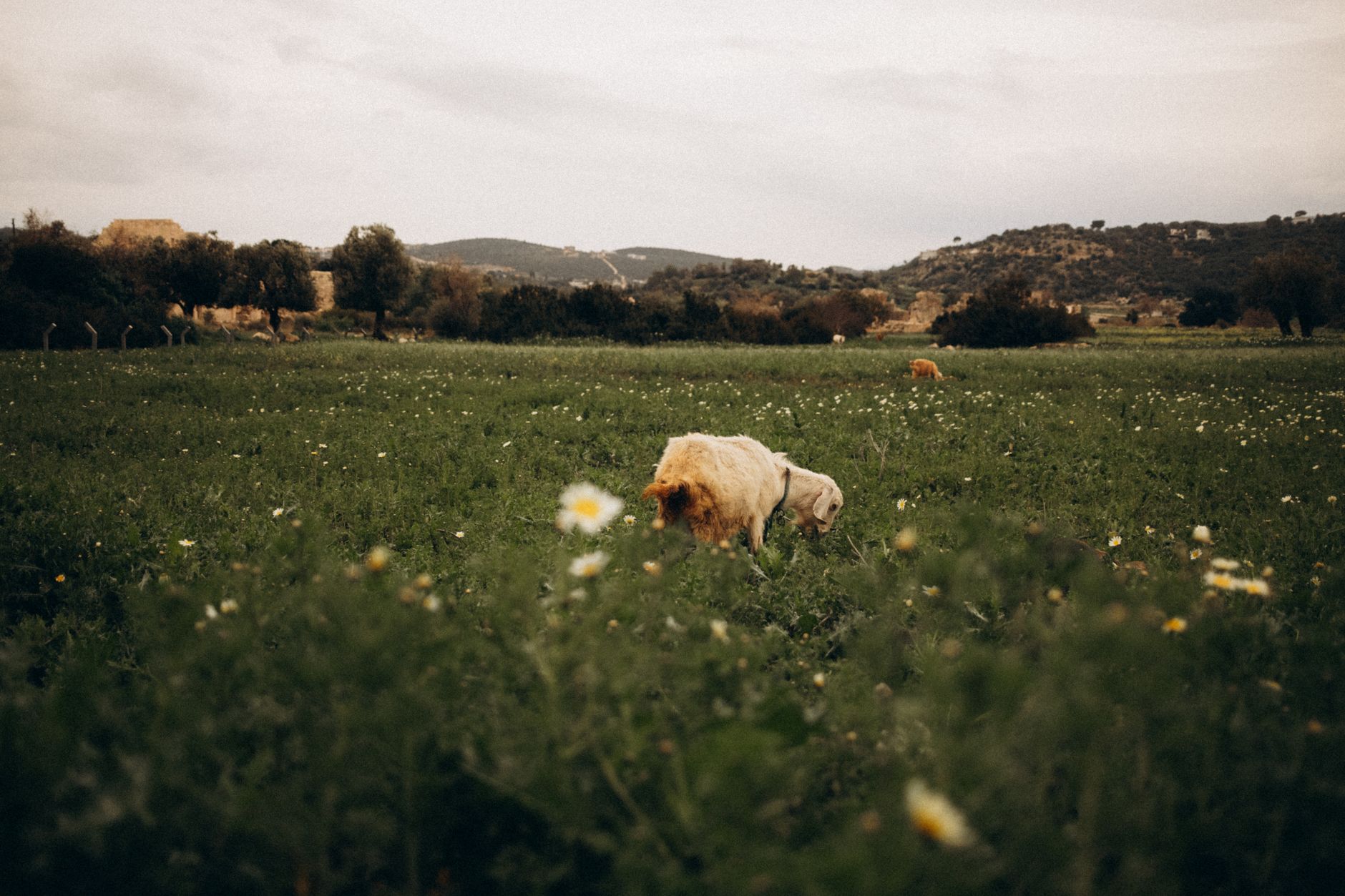 Sheep grazing on a green hillside