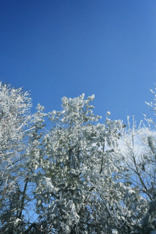 Free Beautiful snow-covered trees reaching towards a bright blue sky on a crisp winter day in South Korea. Stock Photo