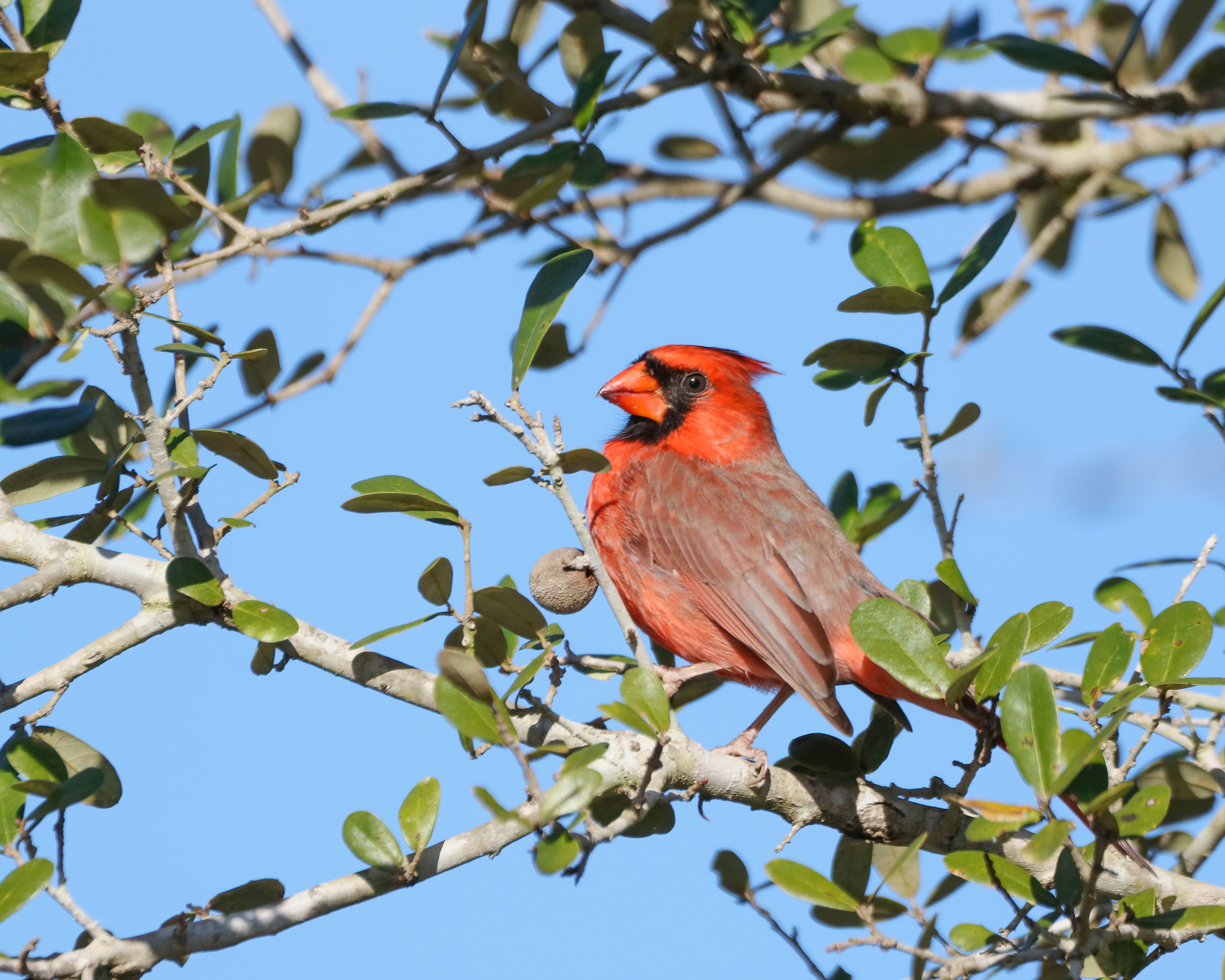 Vibrant Northern Cardinal in Tree Branches · Free Stock Photo