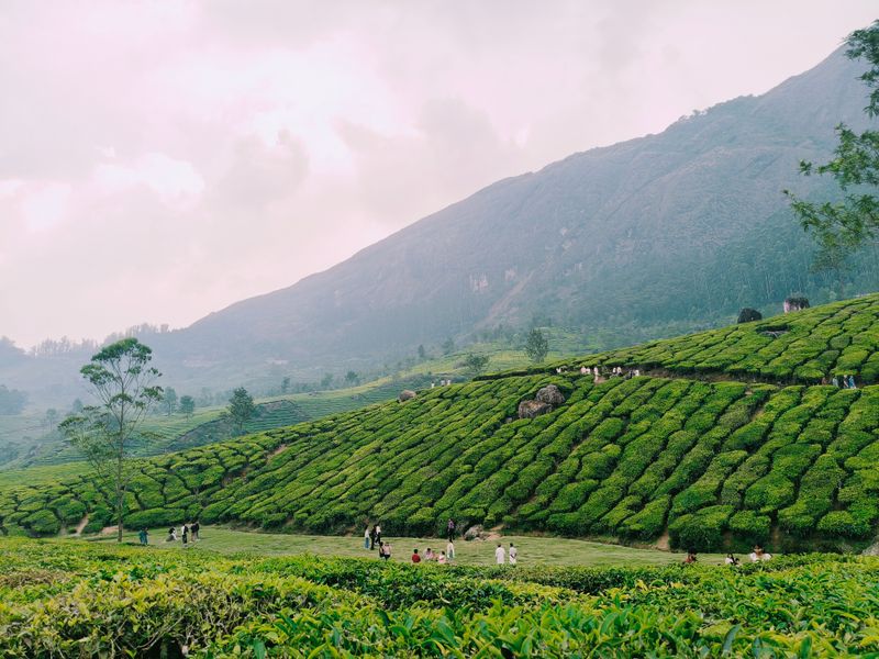 Kerala Escape - Munnar tea plantations and Alleppey backwaters