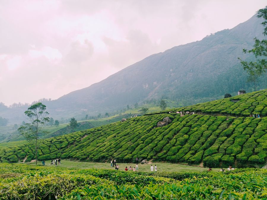 Munnar photo 2