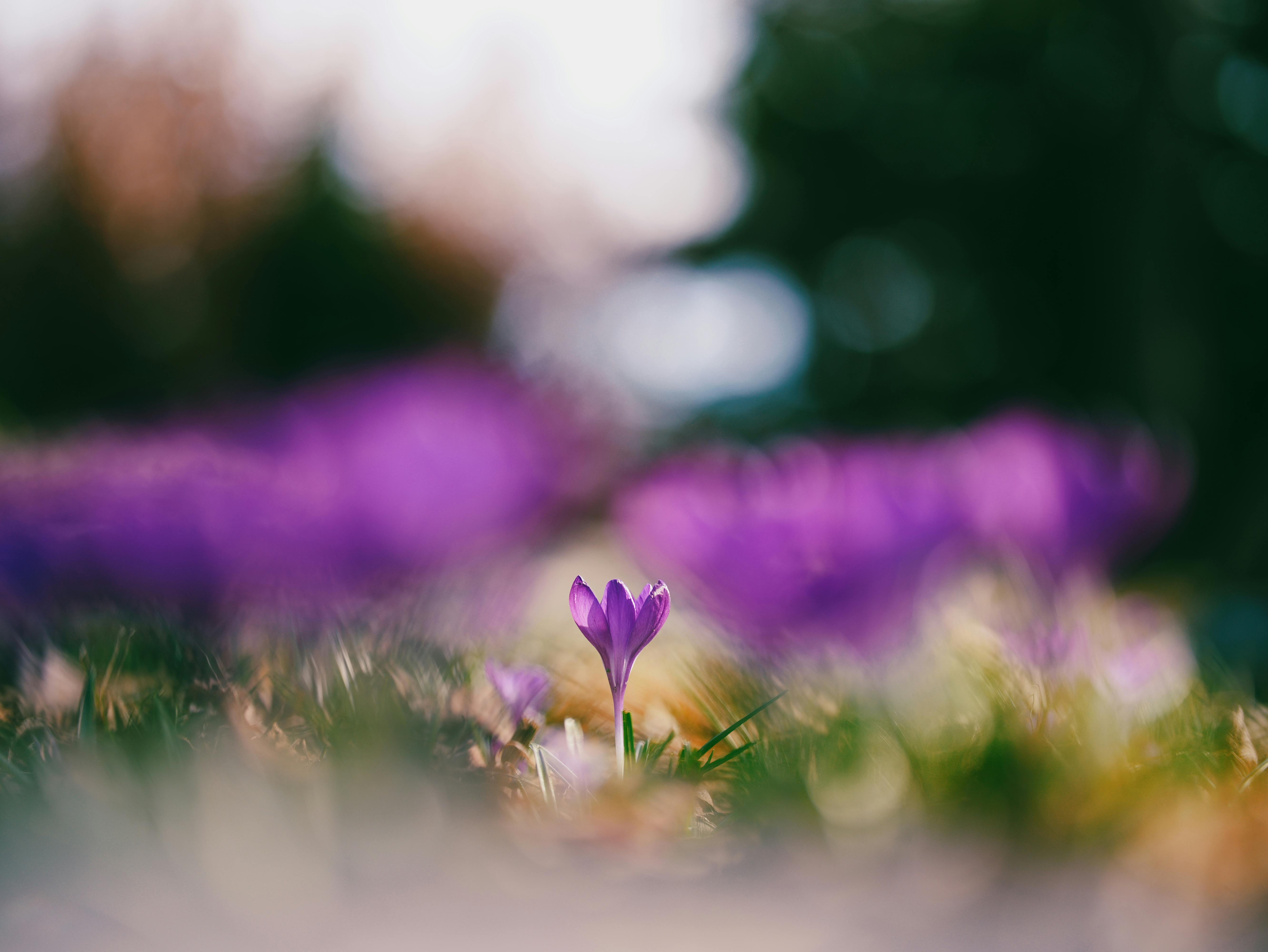 Безкоштовне Крупний план окремої фіолетової квітки крокуса, що квітне на розмитому фоні саду, символізуючи весну. стокове фото