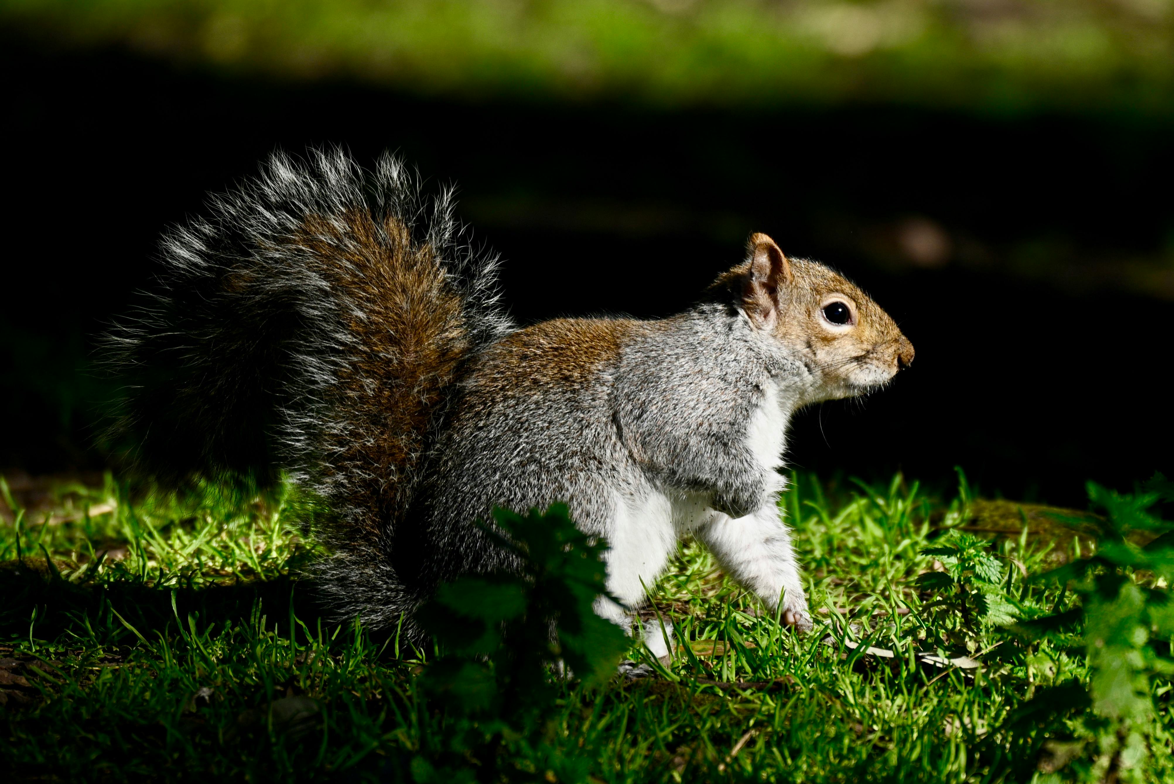 Безкоштовне Цікава сіра білка досліджує залиту сонцем клаптик трави, демонструючи свій пухнастий хвіст. стокове фото