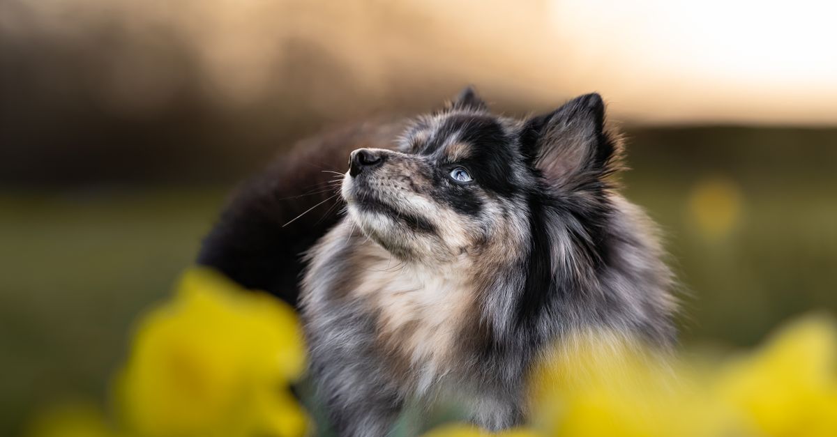 Pomsky Inmotion Adorable Pomsky in a Field of Daffodils at Sunset · Free Stock Photo