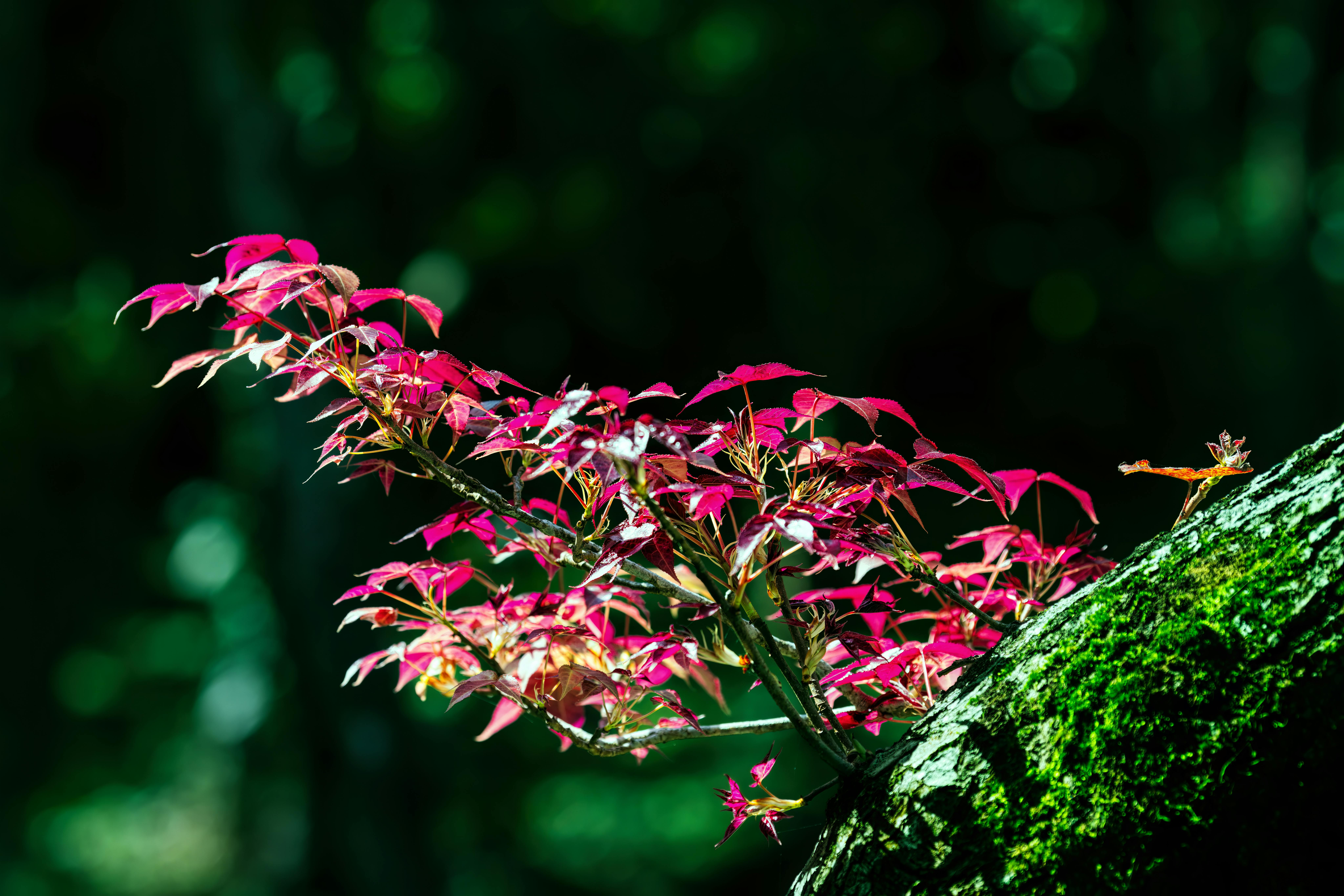 免費 春天, 楓葉, 紅色 的 免費圖庫相片 圖庫相片