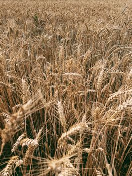 Shredded Wheat Plain Cereal
