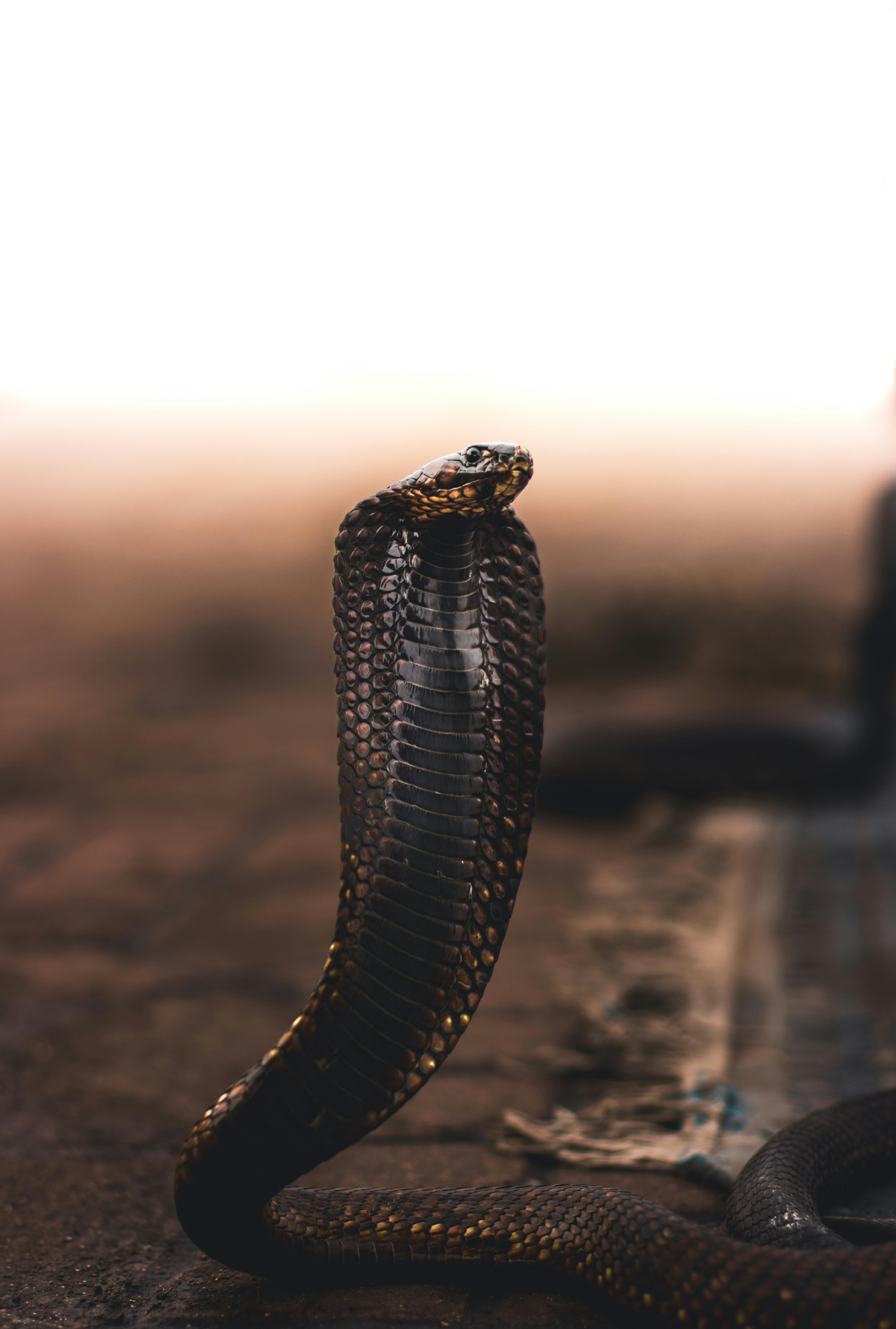 Essential Angular For Asp Net Core Mvc