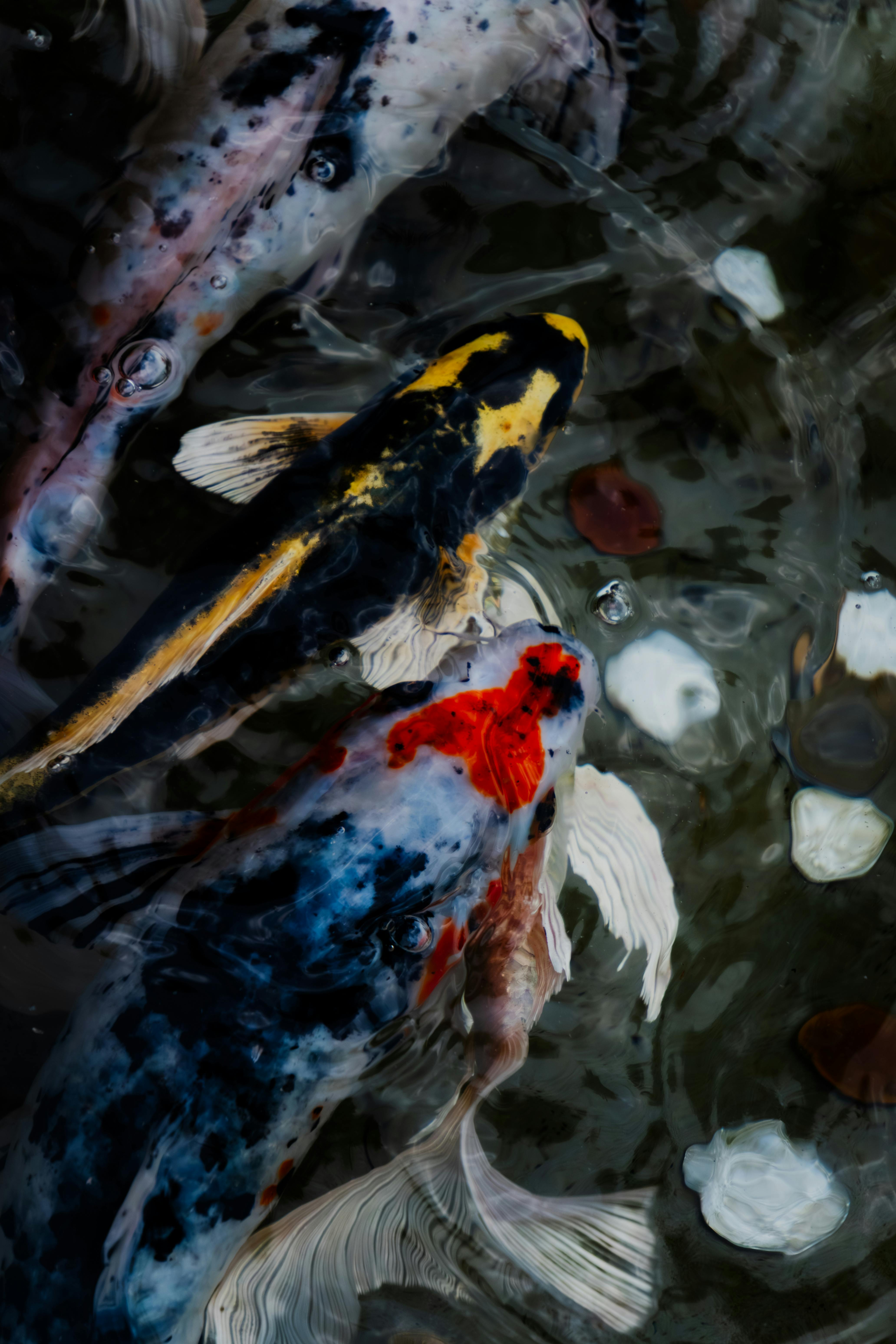 Vibrant koi fish swim elegantly in a serene pond, showcasing stunning colors and patterns.