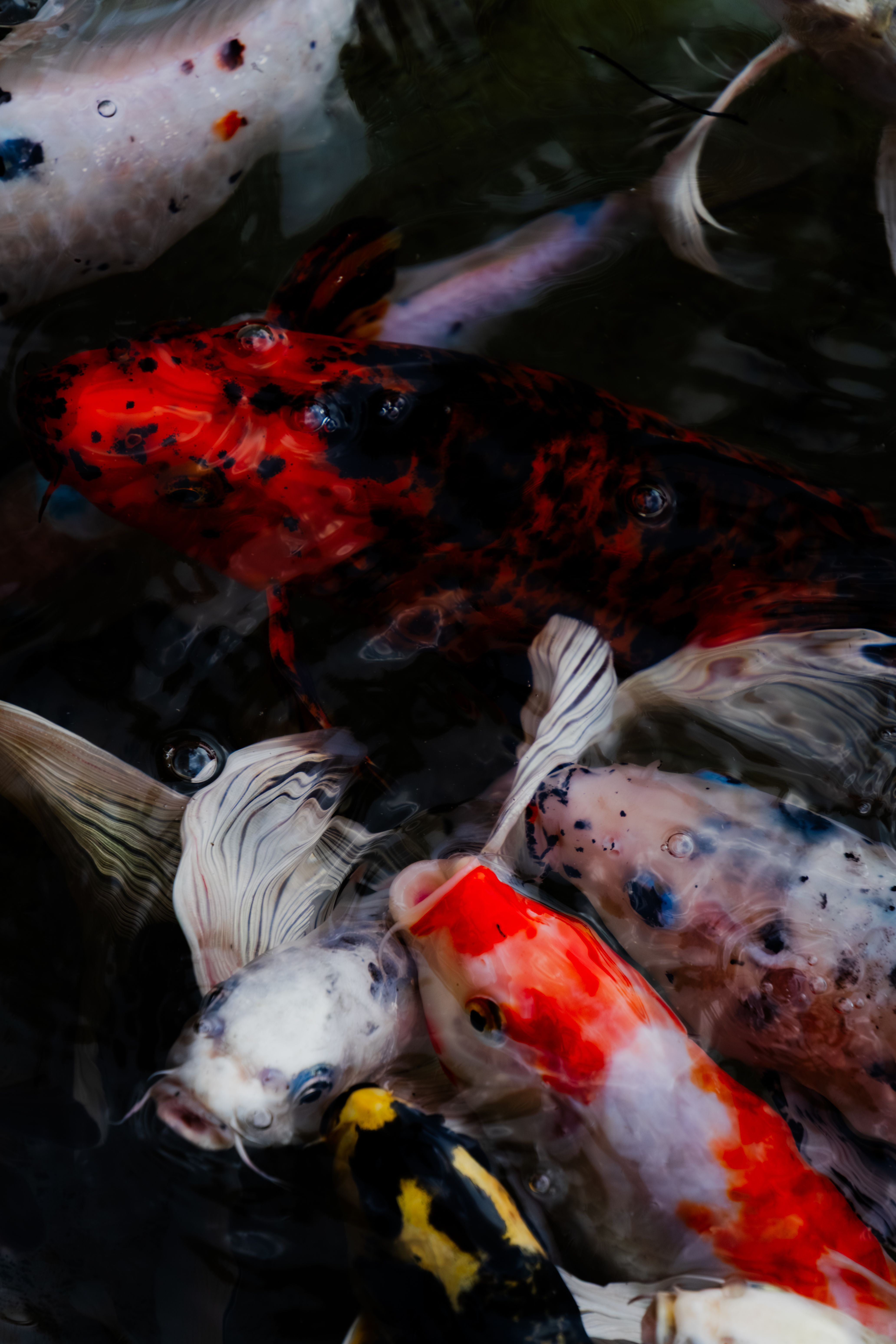 Gratuit Des carpes koï colorées nagent gracieusement dans un étang en Inde. Photos