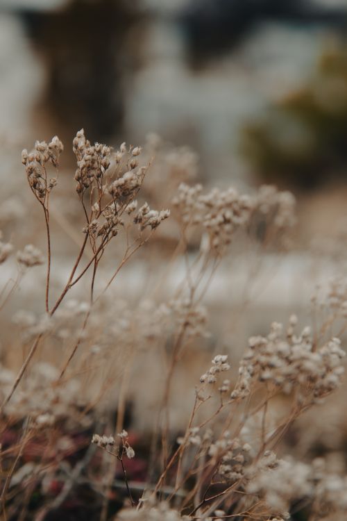 Free A detailed close-up of dry wildflowers, showcasing natural beauty and texture in an autumn setting. Stock Photo