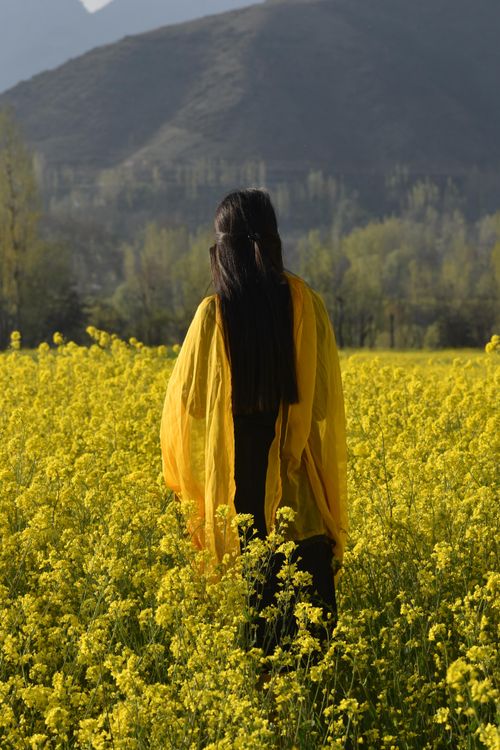 Free A woman in a yellow shawl walks through a vibrant mustard field in Ganderbal. Stock Photo