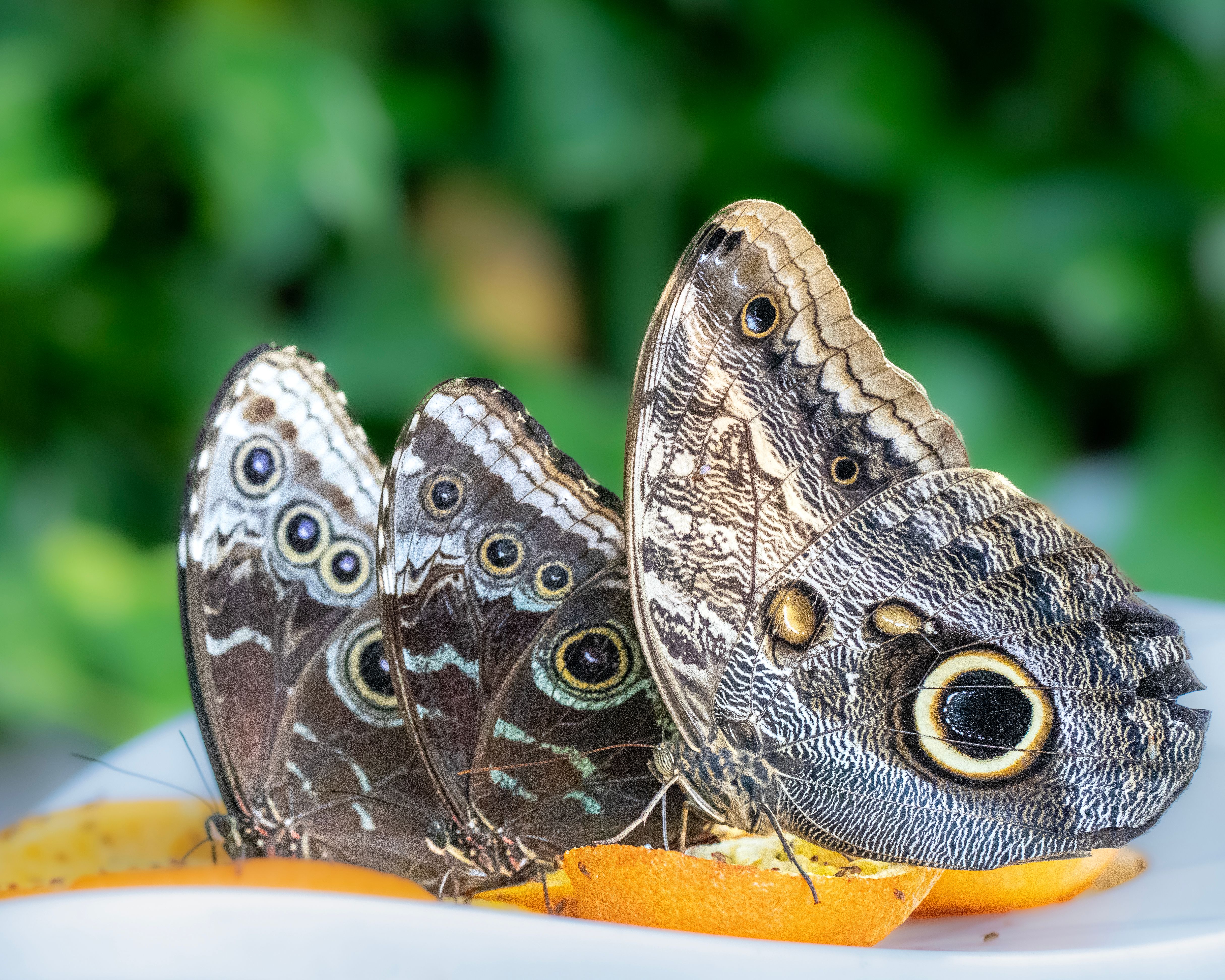 Dubai Butterfly Garden