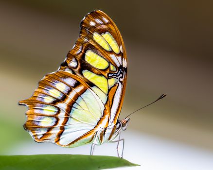 Detailed close-up of a Malachite butterfly on a leaf, showcasing vivid colors and patterns.