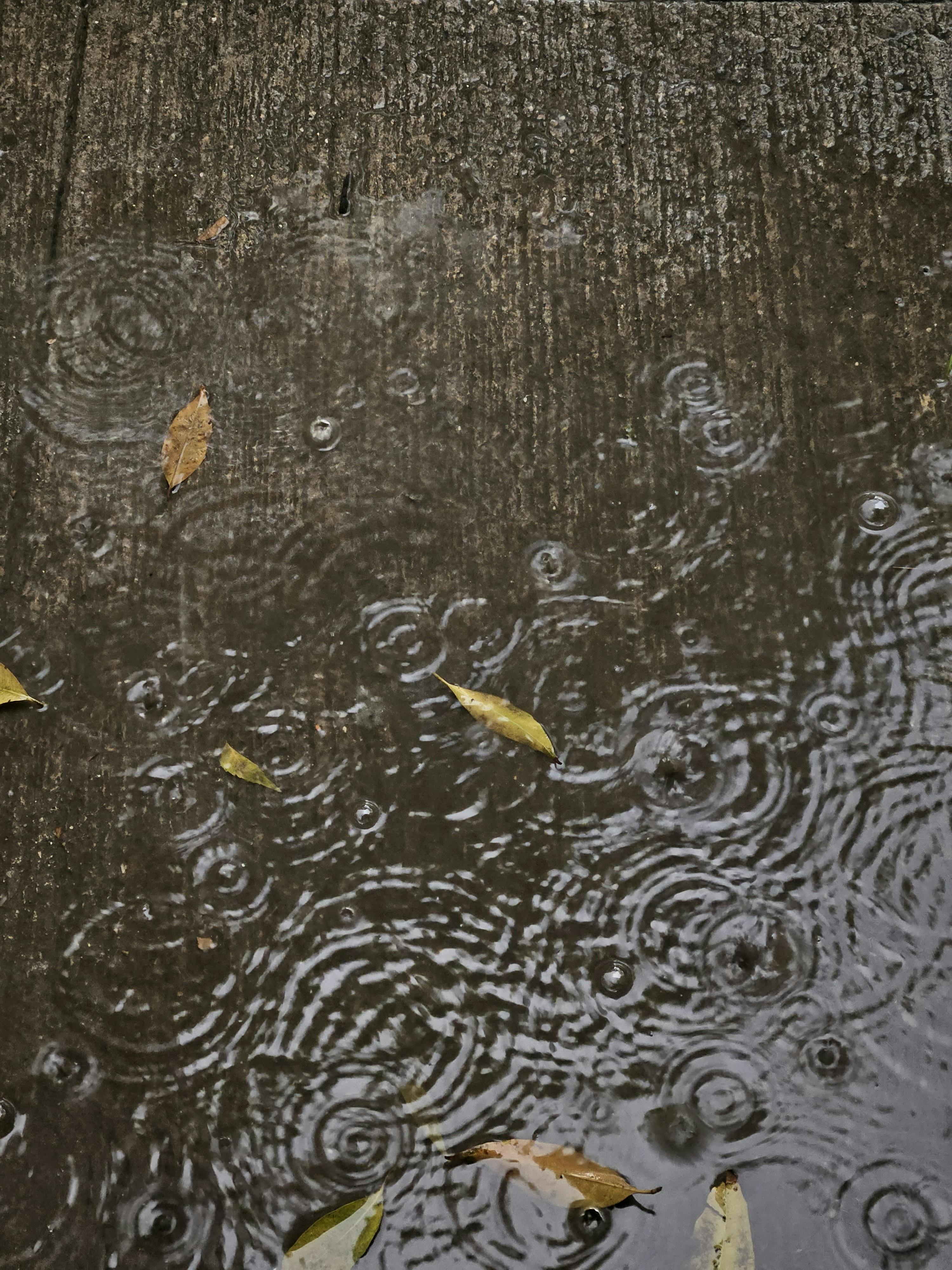 免費 雨滴落在散落著秋葉的水泥人行道上，泛起陣陣漣漪。 圖庫相片