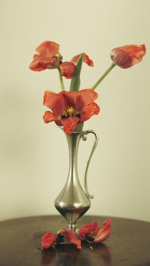 Free A vintage silver vase holding red tulips with petals scattered on a dark table, perfect for classic decor themes. Stock Photo