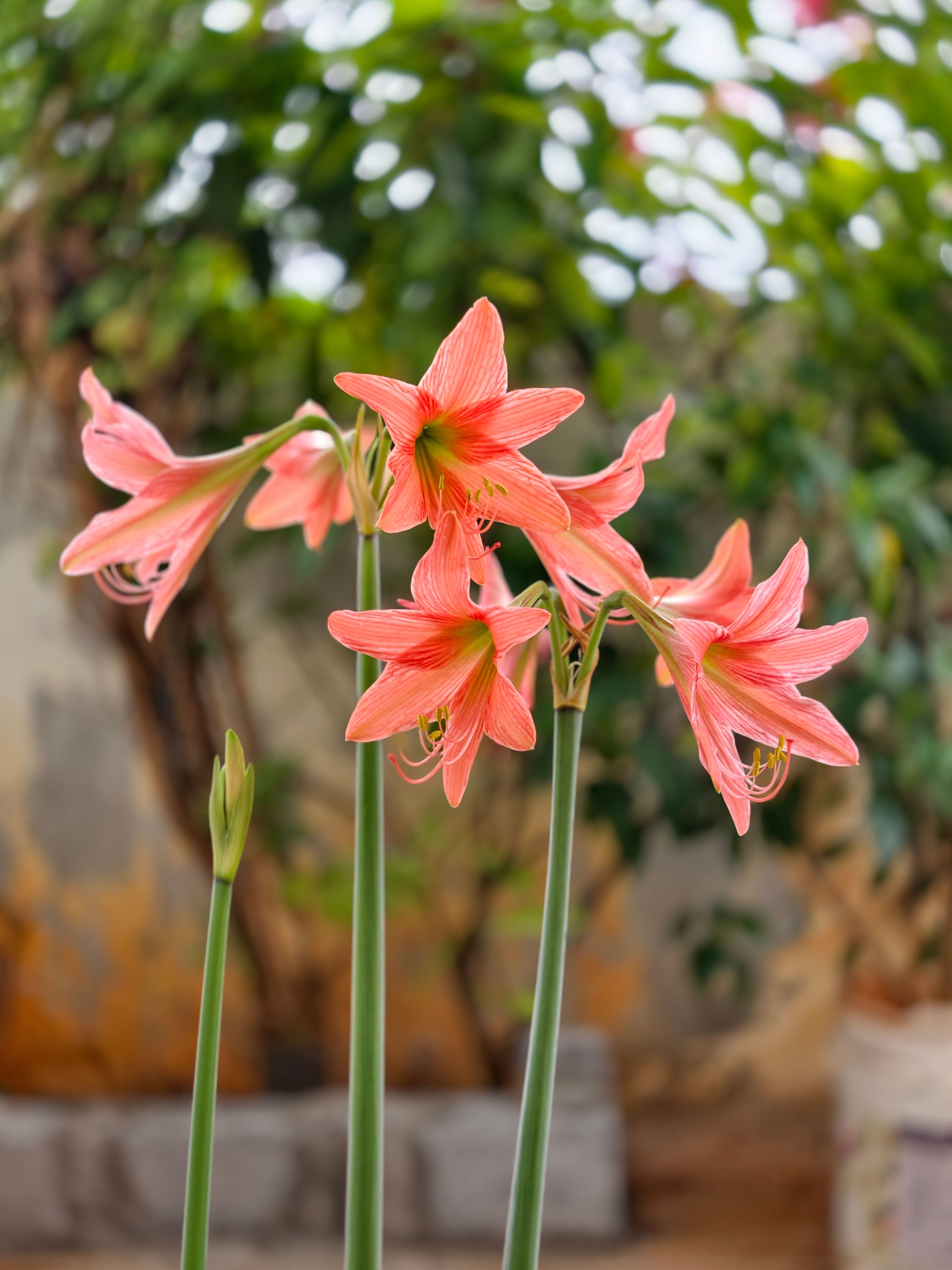 Amaryllis flowers
