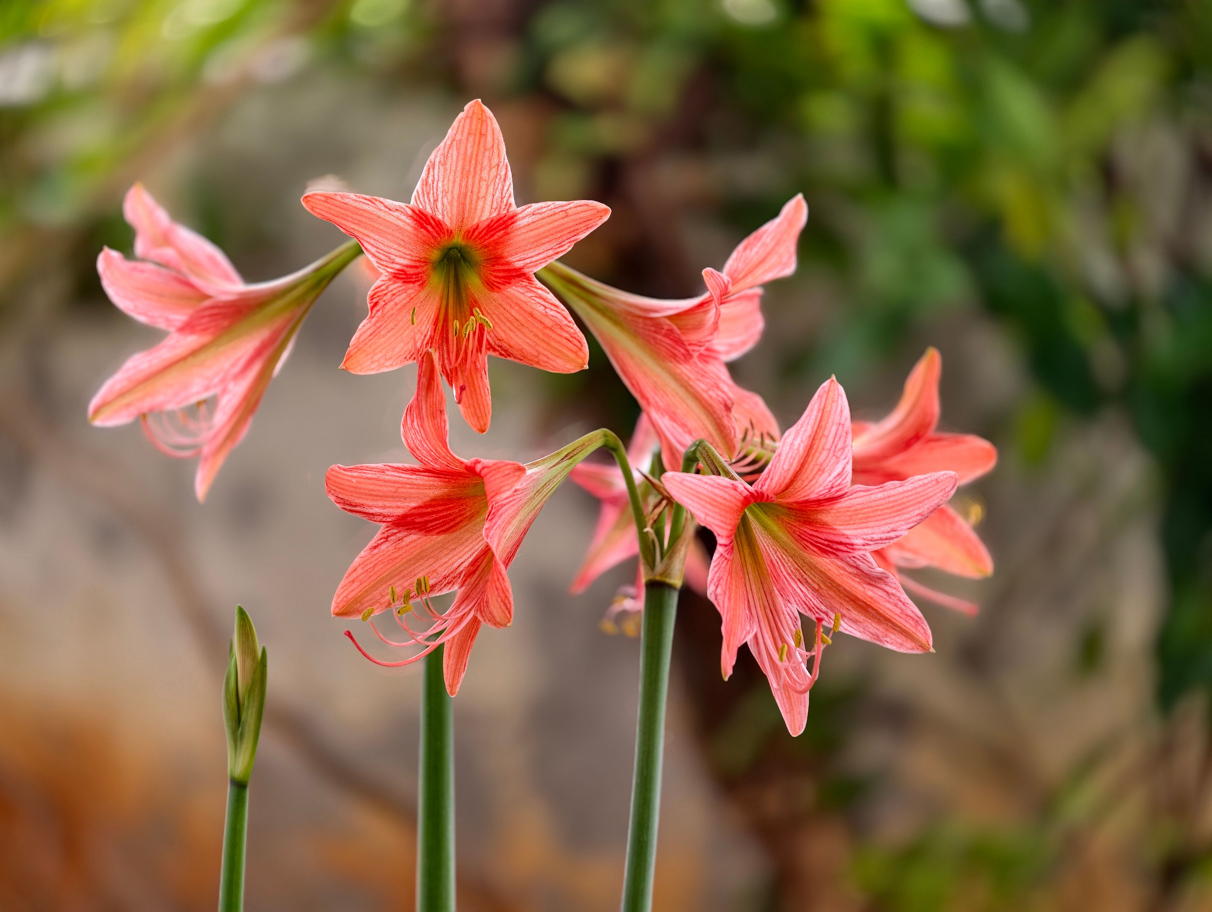 Close-up of blossoming pink amaryllis flowers.