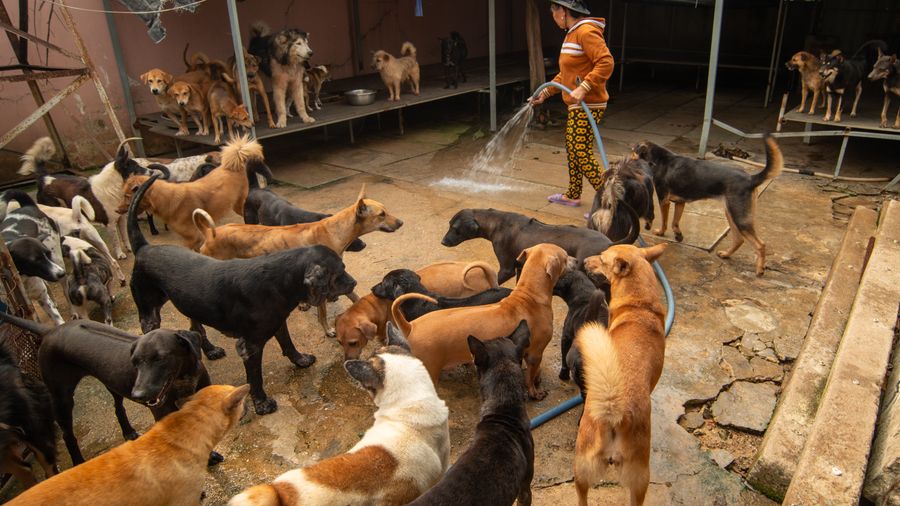 Starting a Puppy on Solid Food: The Weaning Window