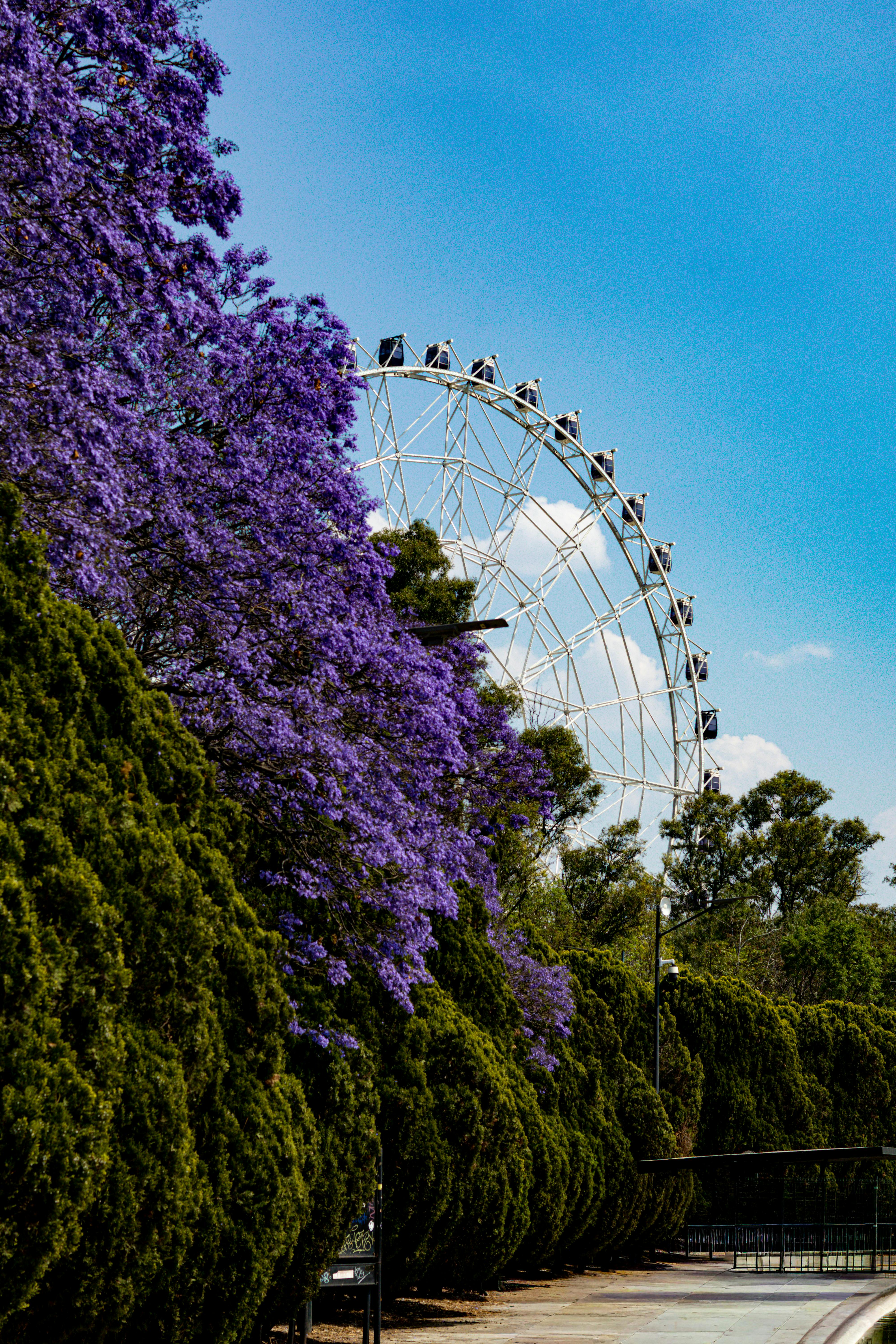 免費 在湛藍的天空下，鬱鬱蔥蔥的公園裡，一排鮮豔的紫色藍花楹樹環繞著摩天輪。 圖庫相片