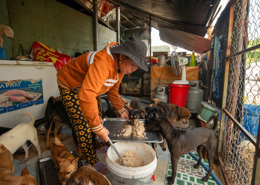 A woman feeding a group of dogs indoors in Ho Chi Minh City, Vietnam.
